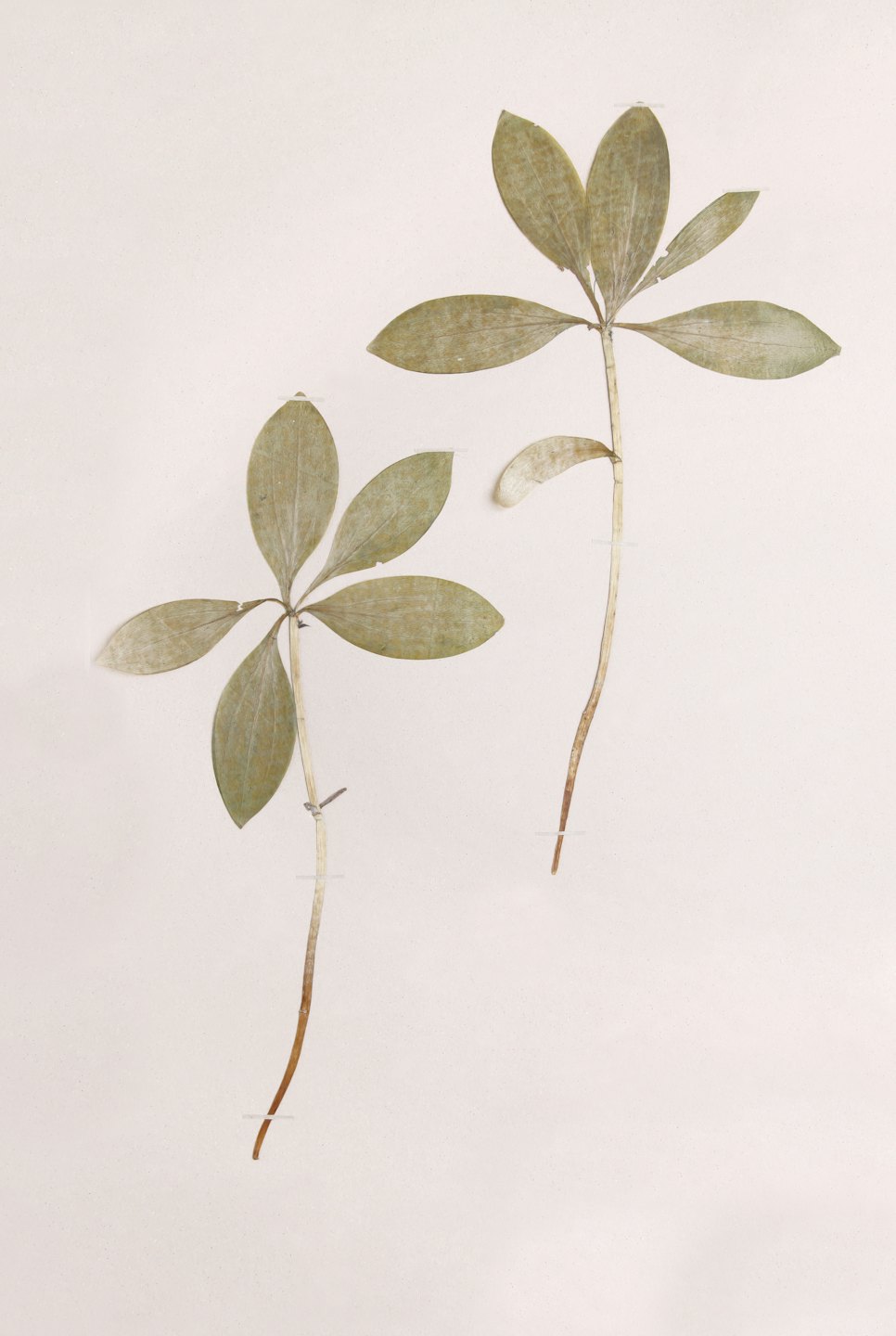 Two pressed plant specimens with brown stems and pale green leaves.